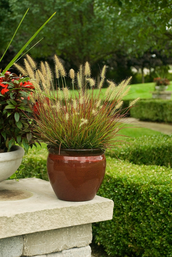 Fountain Grass - Pennisetum alopecuroides 'Burgundy Bunny' Fountain Grass - Pennisetum alopecuroides 'Burgundy Bunny'