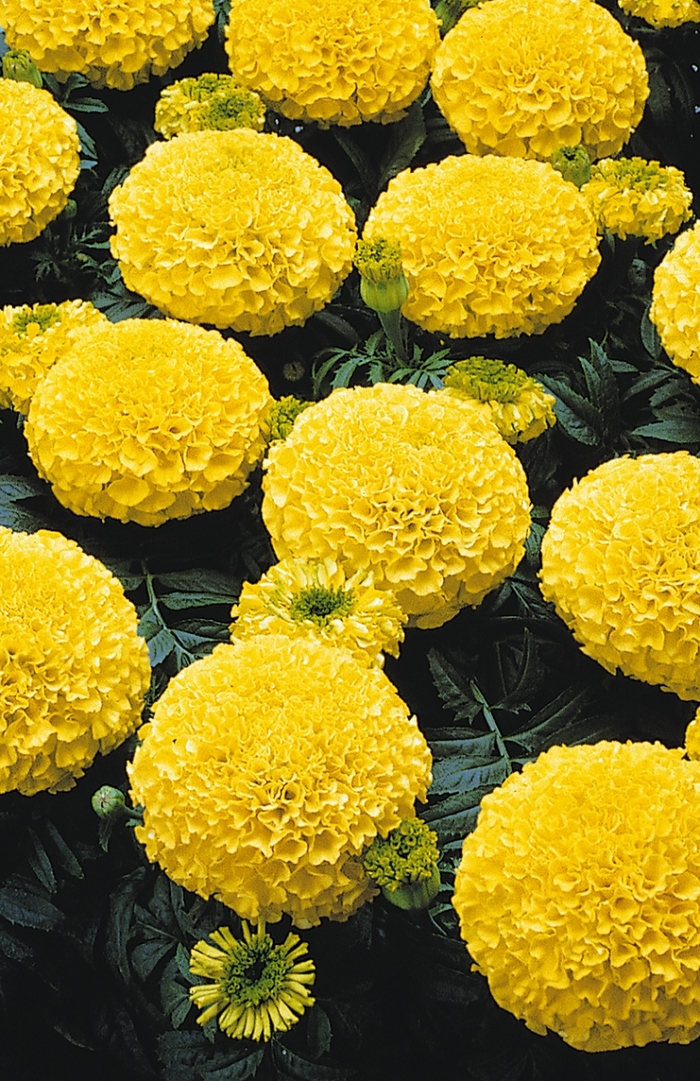 Marigold - Tagetes erecta 'Marvel Yellow'