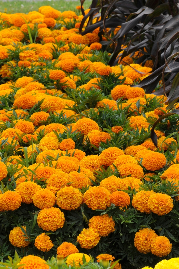 Marigold - Tagetes erecta 'Taishan® Orange'