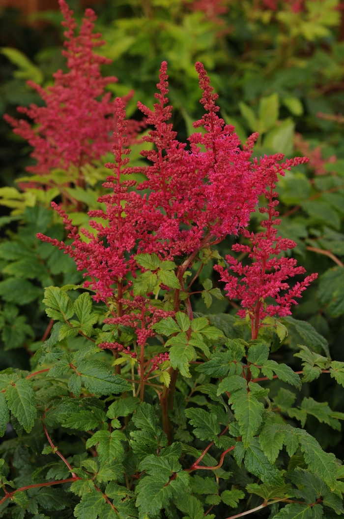 False Spirea - Astilbe 'Younique™ Carmine' False Spirea - Astilbe 'Younique™ Carmine'