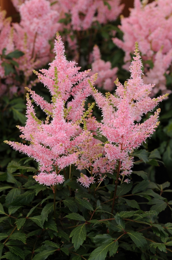 False Spirea - Astilbe japonica 'Younique&trade; Salmon' 