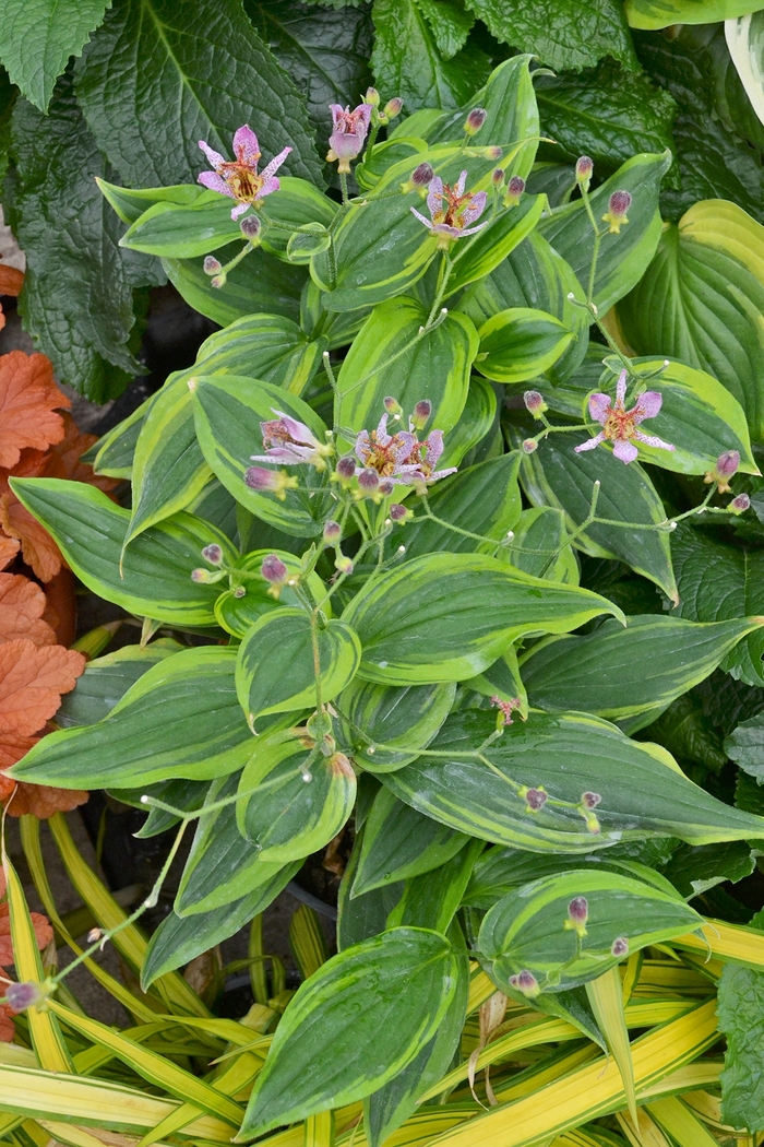 Toad Lily - Tricyrtis formosana 'Autumn Glow' 