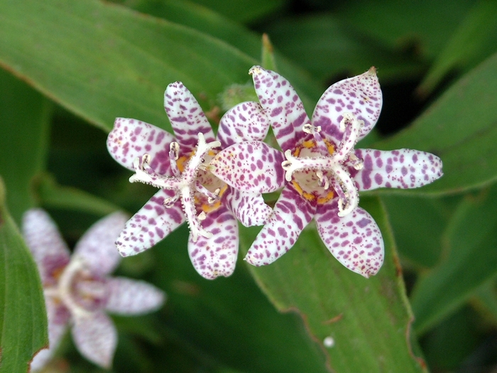 Toad Lily - Tricyrtis hirta 'Miyazaki' Toad Lily - Tricyrtis hirta 'Miyazaki'