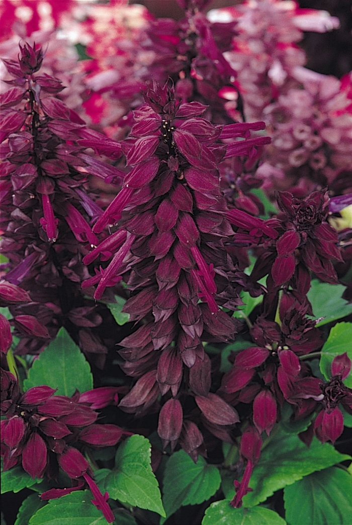 Salvia - Salvia splendens Vista™ Purple 