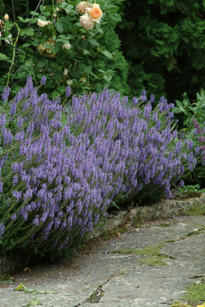 Salvia Nemorosa Blue Hill Meadow Sage Ebert S Greenhouse