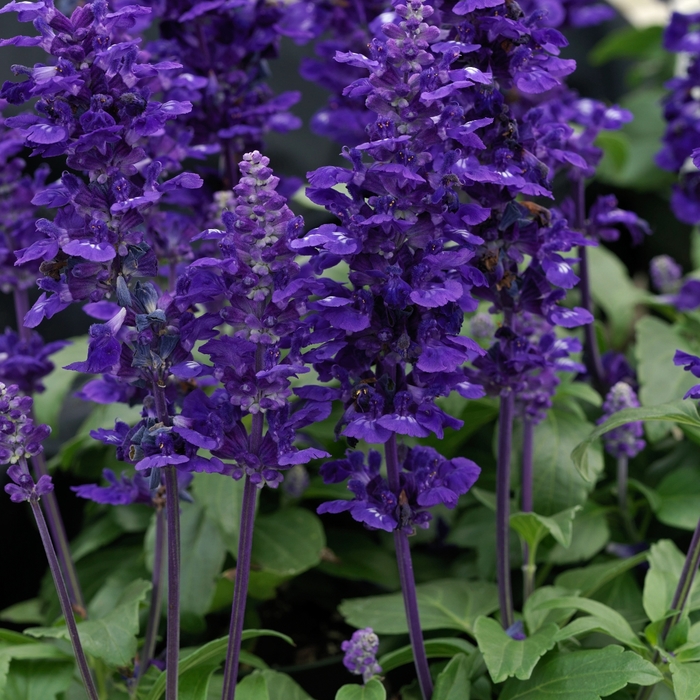 Salvia - Salvia farinacea 'Velocity™ Blue'