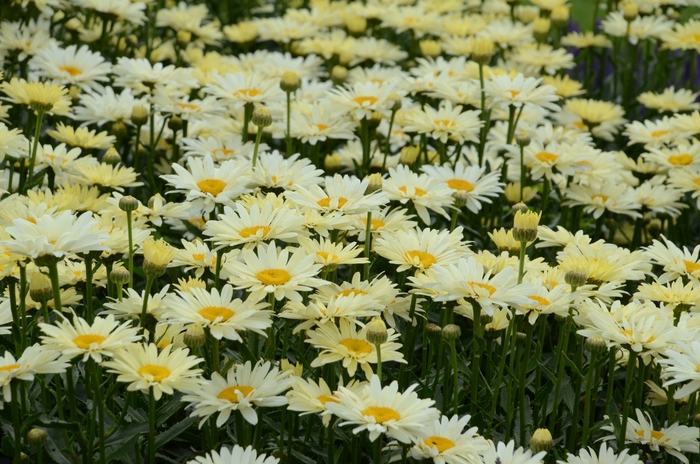 Leucanthemum superbum 'Banana Cream' | Shasta Daisy | Ebert's Greenhouse