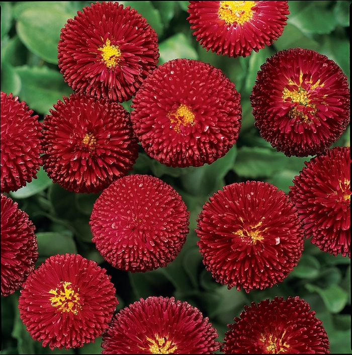 English Daisy - Bellis perennis Bellissima&trade; Red