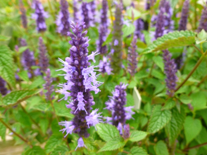 Agastache - Agastache 'Little Adder' Agastache - Agastache 'Little Adder'
