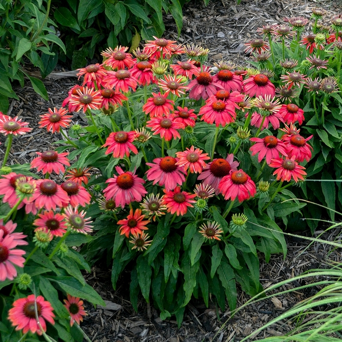 Coneflower - Echinacea hybrid Coneflower - Echinacea hybrid