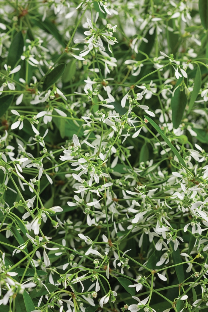 Diamond Mountain® - Euphorbia Diamond Mountain® - Euphorbia