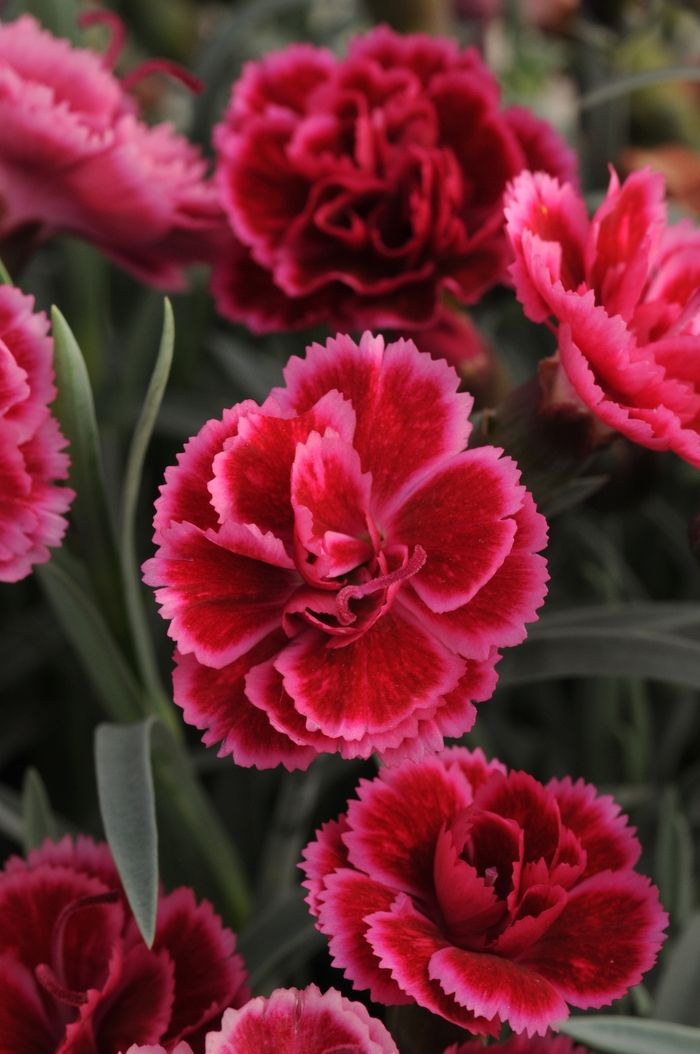 Border Carnation - Dianthus 'Everlast™ Burgundy Blush'