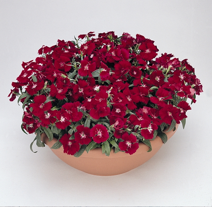Dianthus - Dianthus hybrida 'Floral Lace Crimson'