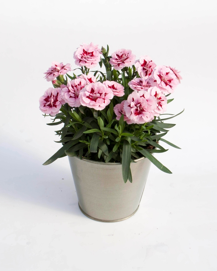 Oscar&reg; Purple Star - Dianthus