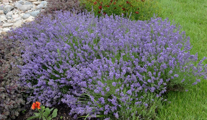 Lavender - Lavandula angustifolia 'Essence Purple'