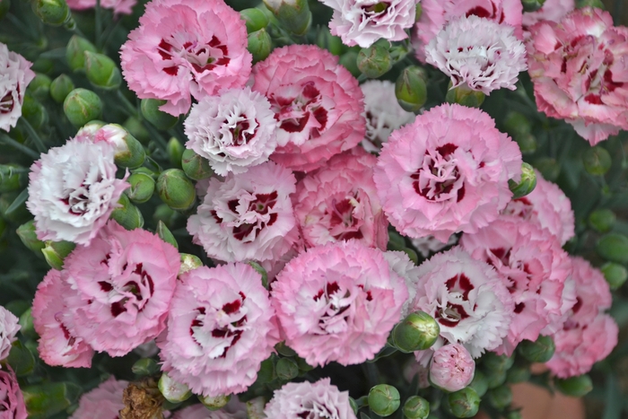 Border Carnation - Dianthus 'Pretty Poppers Appleblossom Burst'