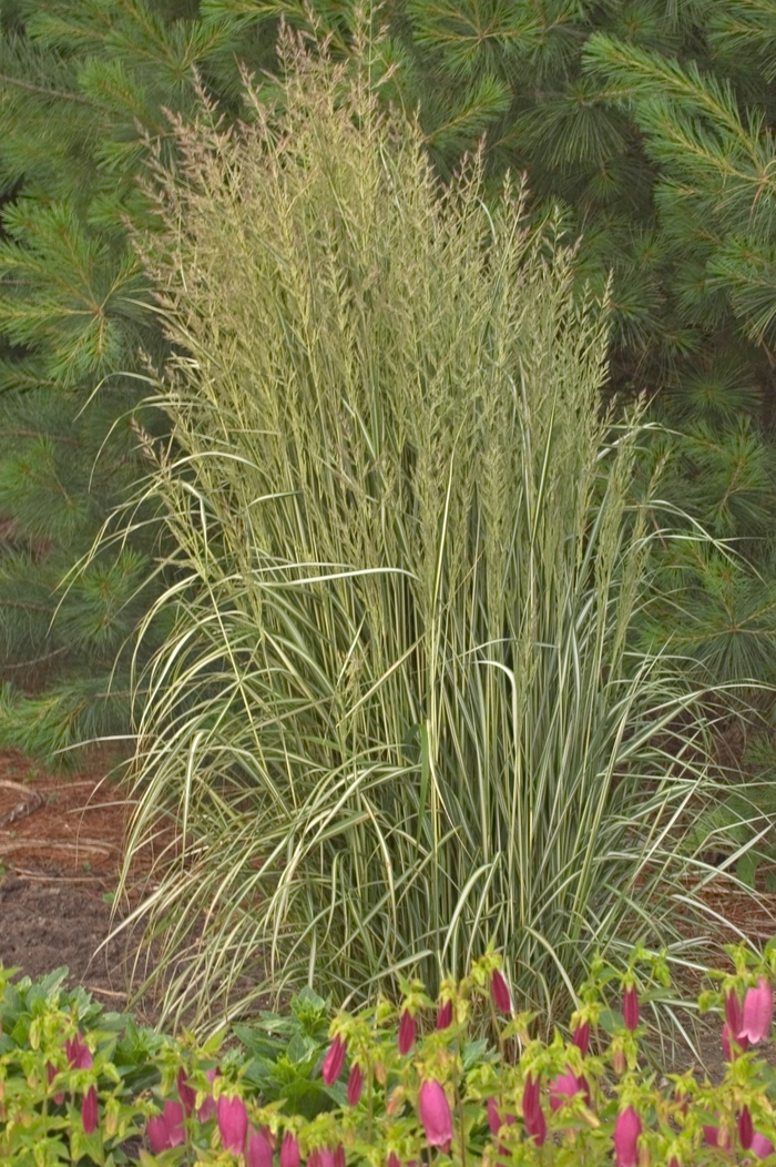 Feather Reed Grass - Calamagrostis acutiflora 'Avalanche'