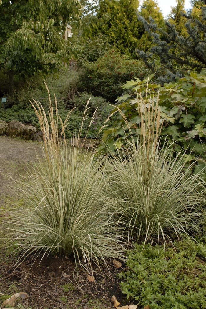 Feather Reed Grass - Calamagrostis acutiflora 'Overdam'