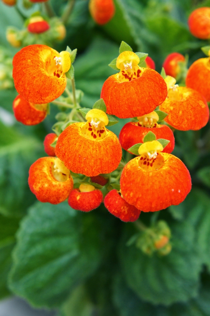 Pocketbook Plant - Calceolaria 'Calynopsis Orange' Pocketbook Plant - Calceolaria 'Calynopsis Orange'