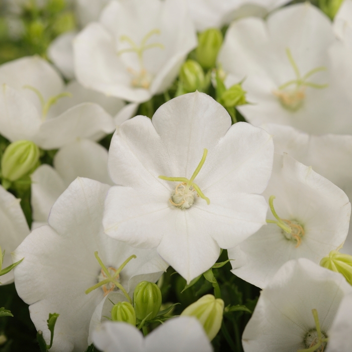 Bellflower - Campanula carpatica 'Rapido White'