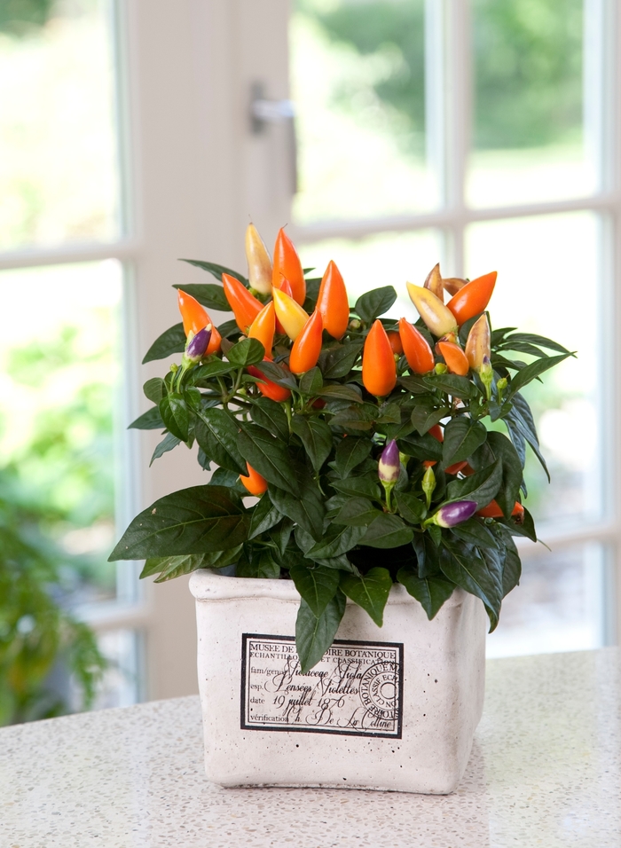 Acapulco® Orange - Capsicum annuum (Ornamental Pepper)