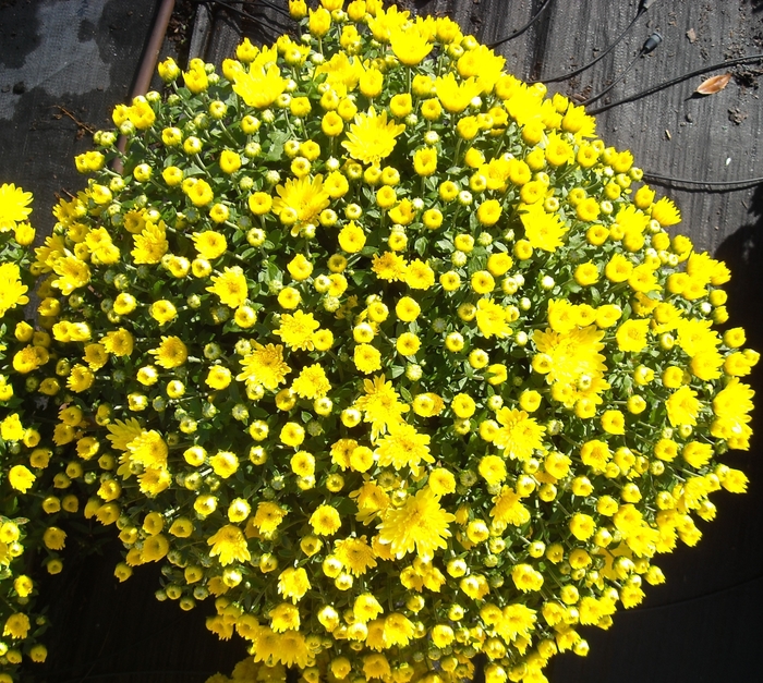 Belgian® 'Aluga Yellow' - Chrysanthemum x morifolium (Mum)