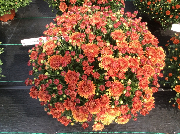 Belgian® Mum - Chrysanthemum 'Amiko Bronze'