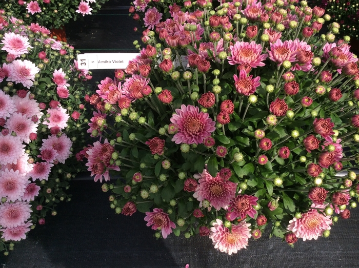 Belgian® Mum - Chrysanthemum 'Amiko Violet'