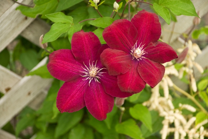 Clematis - Clematis 'Red Cardinal' Clematis - Clematis 'Red Cardinal'
