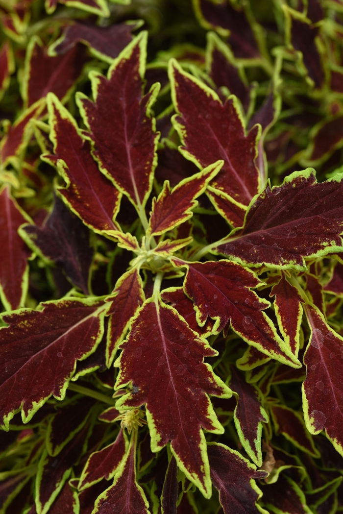 FlameThrower&trade; Serrano - Coleus 