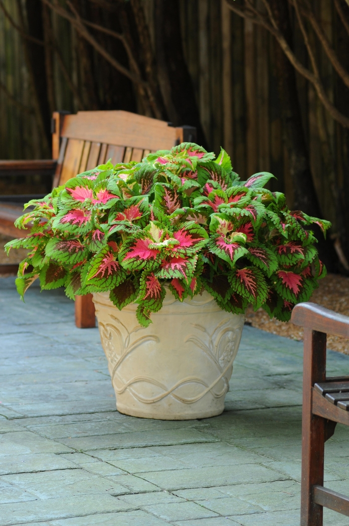 Coleus - Coleus scutellarioides 'Kong Salmon Pink' Coleus - Coleus scutellarioides 'Kong Salmon Pink'