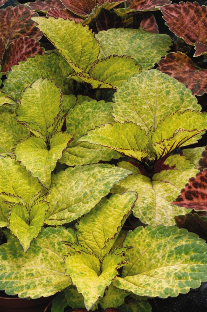 Wizard® Coleus - Solenostemon hybrida 'Wizard Pineapple' Wizard® Coleus - Solenostemon hybrida 'Wizard Pineapple'