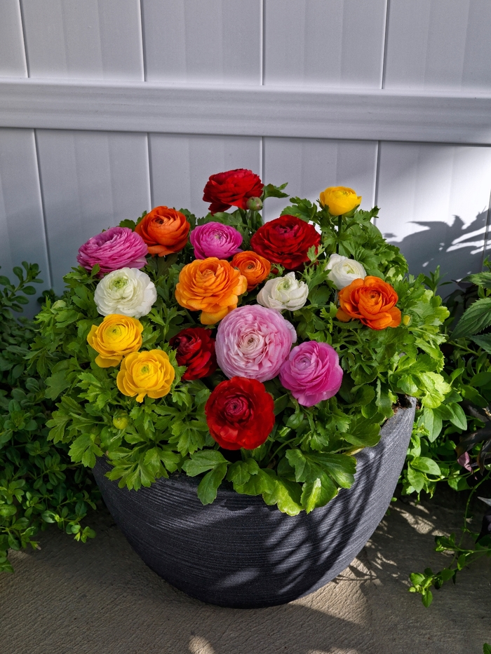 'Bloomingdale II Mix' Persian Buttercup - Ranunculus asiaticus var. nanus