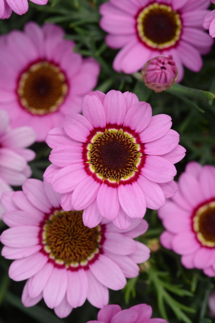 Argyranthemum (Marguerite Daisy) - Argyranthemum 'Grandessa Pink Halo'