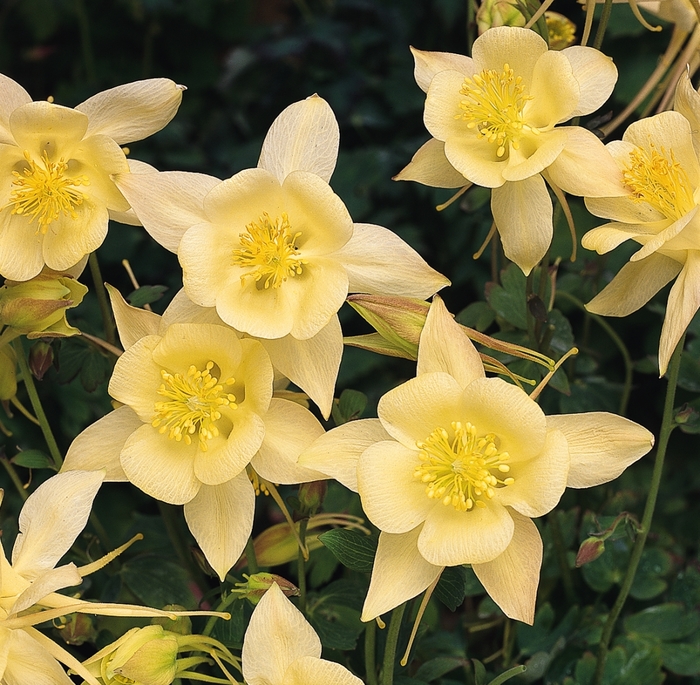 Columbine - Aquilegia caerulea 'Songbird Goldfinch' Columbine - Aquilegia caerulea 'Songbird Goldfinch'