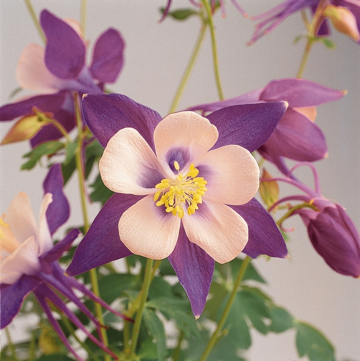 Columbine - Aquilegia x hybrida 'Songbird Nightingale' Columbine - Aquilegia x hybrida 'Songbird Nightingale'