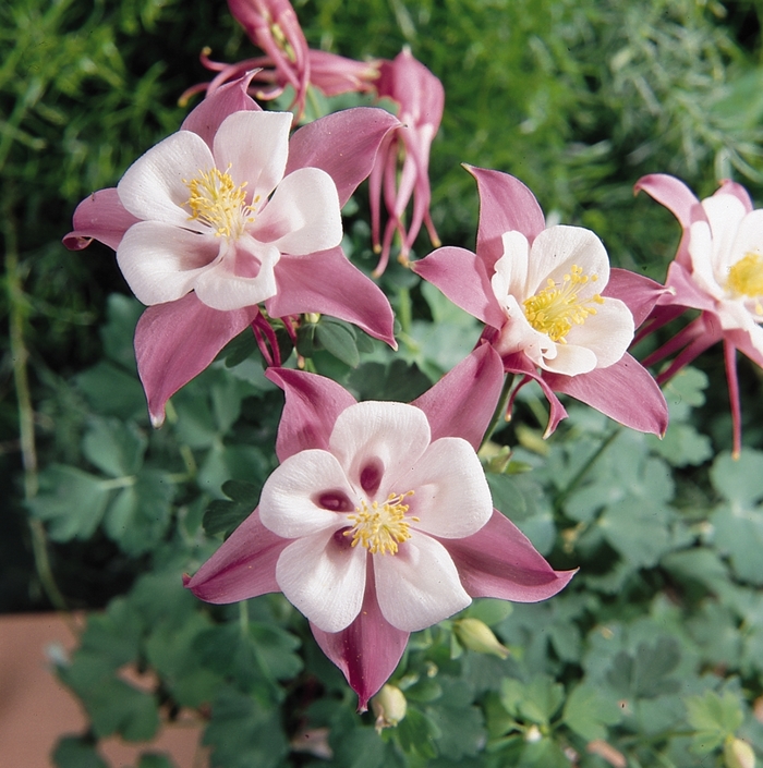 Aquilegia Songbird Robin Columbine Ebert S Greenhouse