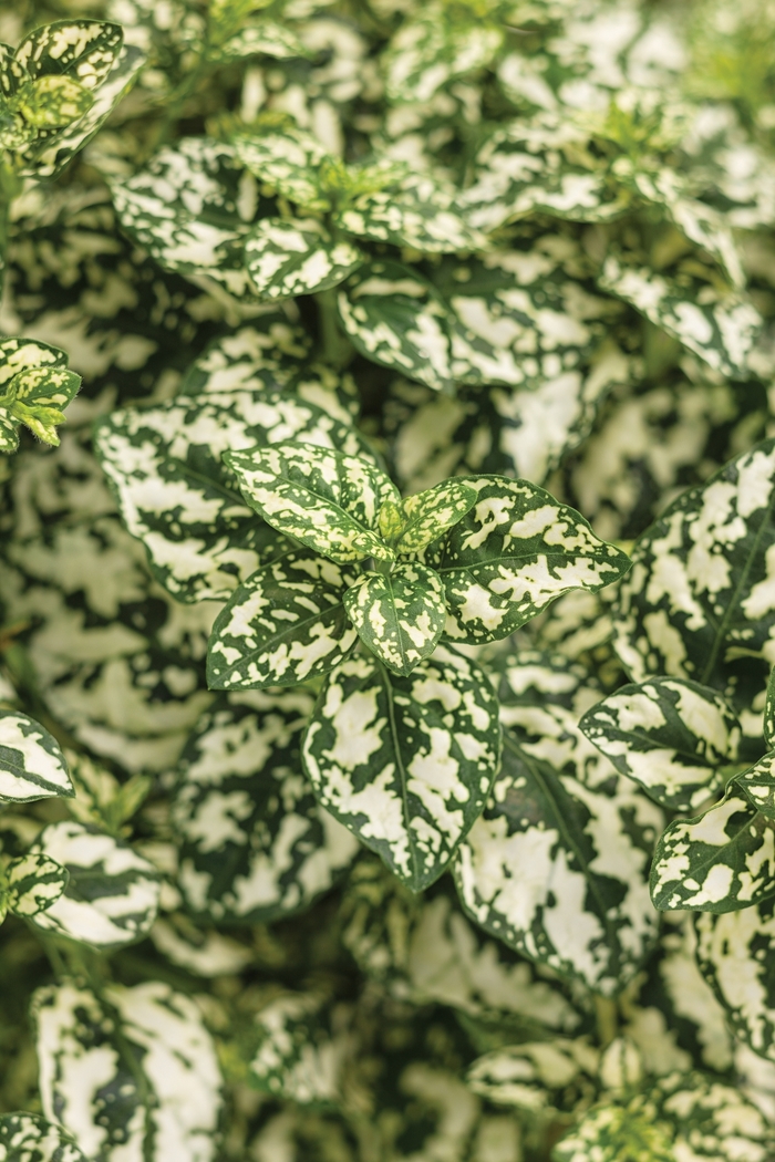 Hippo™ Polka Dot Plant - Hypoestes phyllostachya 'Hippo White' Hippo™ Polka Dot Plant - Hypoestes phyllostachya 'Hippo White'