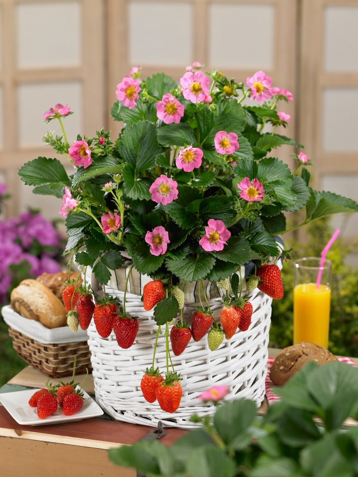 Strawberry - Fragaria x ananassa 'Gasana' 