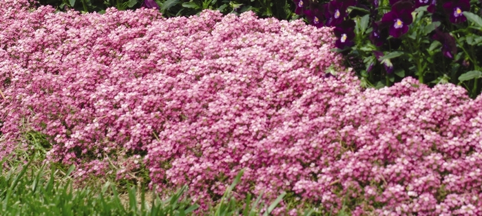 Sweet Alyssum - Lobularia maritima 'Easter Bonnet Deep Pink' Sweet Alyssum - Lobularia maritima 'Easter Bonnet Deep Pink'