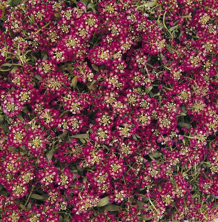 Alyssum - Lobularia maritima 'Easter Bonnet Deep Rose' Alyssum - Lobularia maritima 'Easter Bonnet Deep Rose'