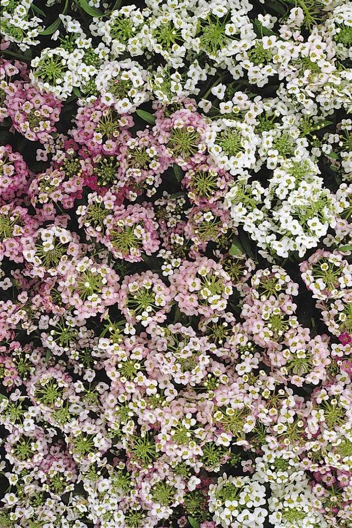 Alyssum - Lobularia maritima 'Easter Bonnet Mix' Alyssum - Lobularia maritima 'Easter Bonnet Mix'
