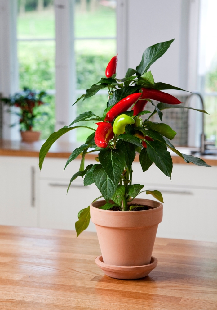 Pepper, Hot - Capsicum annuum 'Hot Banana' 