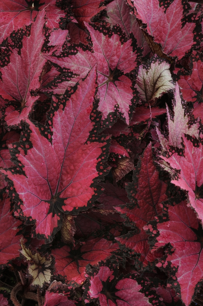 Begonia - Begonia 'Jurassic Pink Shades'