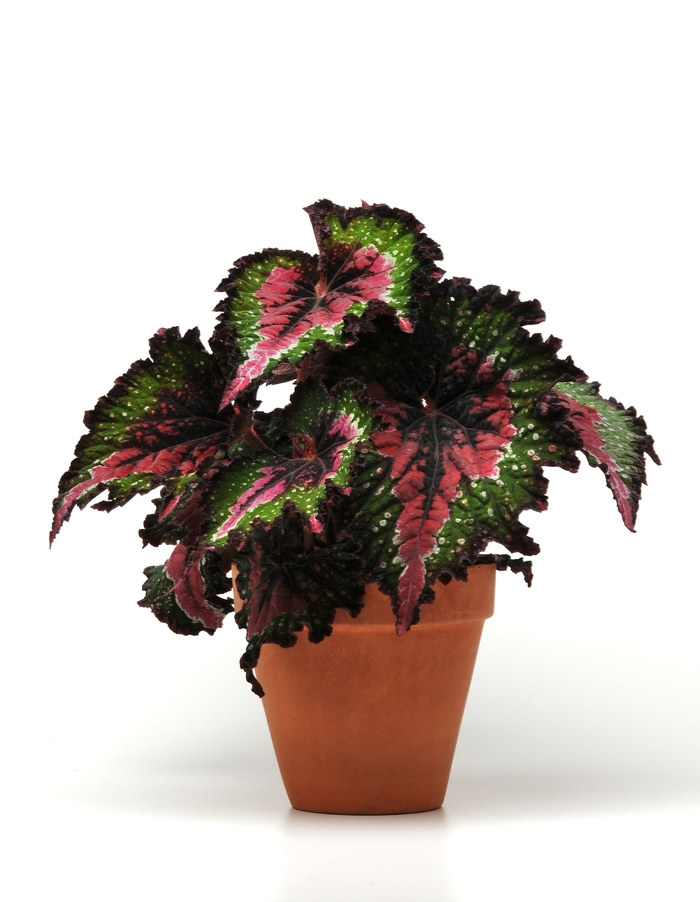 Jurassic&trade; Watermelon - Begonia, Rex