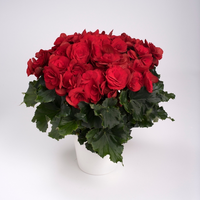 Rieger Begonia - Begonia x hiemalis 'Berseba Red' Rieger Begonia - Begonia x hiemalis 'Berseba Red'