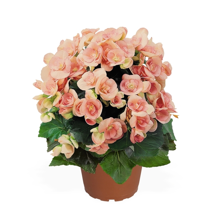 Rieger Begonia - Begonia 'Nelly' Rieger Begonia - Begonia 'Nelly'