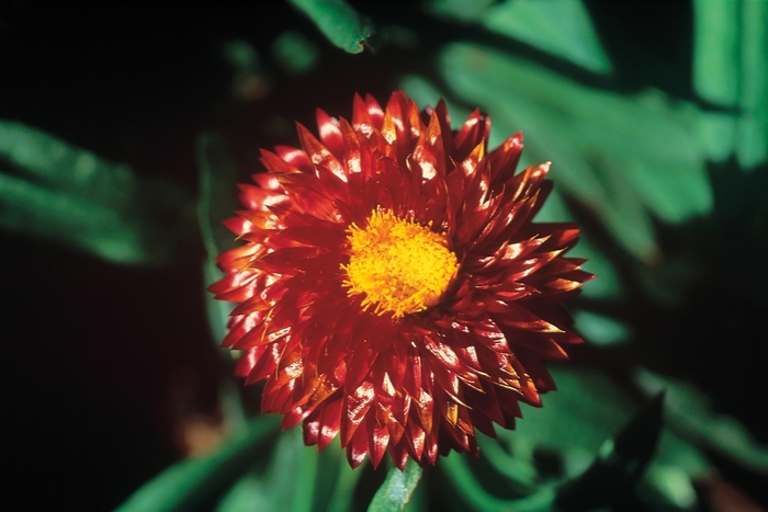 Bracteantha (Strawflower) - Bracteantha 'Mohave Dark Red'
