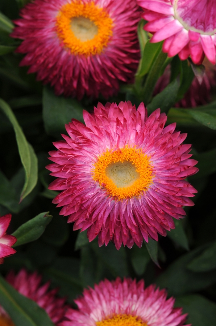 Strawflower - Bracteantha bracteata 'Mohave Dark Rose' Strawflower - Bracteantha bracteata 'Mohave Dark Rose'