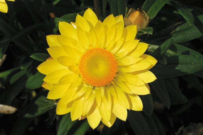 Bracteantha (Strawflower) - Bracteantha bracteata 'Mohave Yellow'